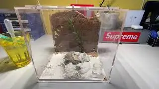 Ma petite fondation et ma gyne Messor barbarus