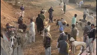 Shekar He Shekar Dangerous Attock Shekar Pigs VS Dogs New  30-12-20 19 Layyah   video