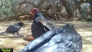 Wildlife with wildlife at the water(part 2)