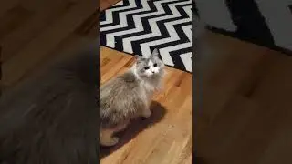 Moth Hunter - Kitty ditty.