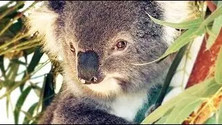 Starving koalas dying on overpopulated Australian island