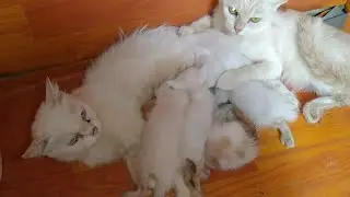 Nursing Cat Cuddling To Her Kittens And Mother Cat Feeding Milk To Her Kittens