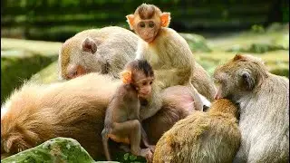 Wonderful Time Lovely Baby Brady Enjoy Playing With Other A Little Monkey So Happiness Time