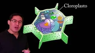 Fotosíntesis parte 2 (cloroplasto)