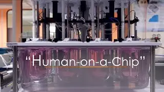 Human on a Chip