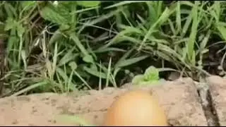 Panuurin nyu mga guy's mashock kayu sa mga nkikita nyu