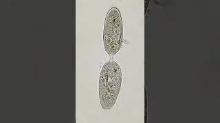 DIVIS&Atilde;O CELULAR (MITOSE) AO VIVO em protozo&aacute;rio #biologia #microscopia #biology