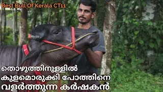 തൊഴുത്തിൽ കുളമൊരുക്കി പോത്തിനെ വളർത്തുന്ന കർഷകൻ