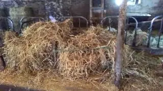 Barn Cleaning (After)!!!!