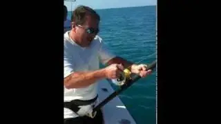 Big Goliath Grouper