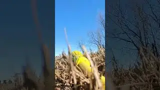 Insta360 Go3 Fetch with an English Lab! #dog #insta360go3 #insta360 #fetch #englishlab