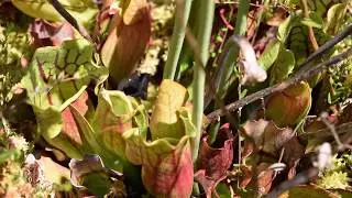 What's the Word: Adaptation - Real-world Ecology Lesson With Peter Kleinhenz