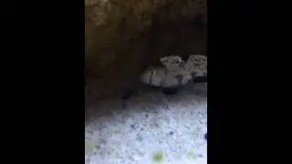 Twin spot goby fat belly