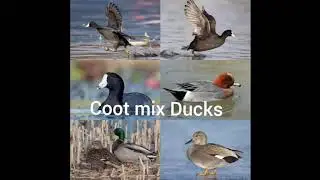 coot best voice call