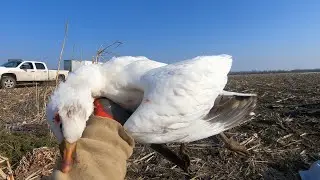 Afternoon Snow Goose Hunt 2021! (Catch Clean Cook)