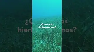 Hierbas Marinas Parte 1 #somoscosta #seagrant #marinelife #seagrass #seagrantpuertorico
