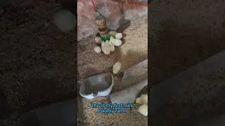 My first mini poultry farm please support me #business #poultryfarm #businessgrowth #explore