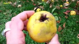 Zbiory pigwy w ogrodzie