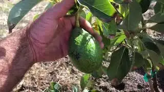 Another Backyard Hillside Avocado Orchard