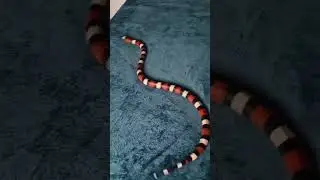 Even my Pueblum milk snake works out lol     Mr john 💙🐍