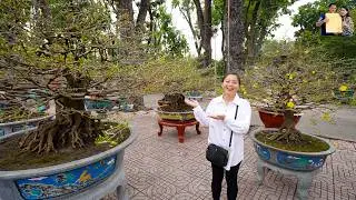 Kh&aacute;m ph&aacute; Chợ Hoa Tết C&ocirc;ng vi&ecirc;n Gia Định Xu&acirc;n B&iacute;nh Ngọ 2026 gặp Cụ Mai V&agrave;ng 900 triệu/c&acirc;y ở S&agrave;i G&ograve;n