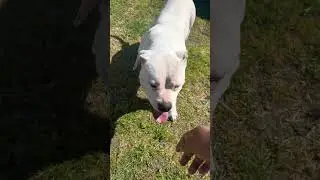 Athletic standard American bully!!