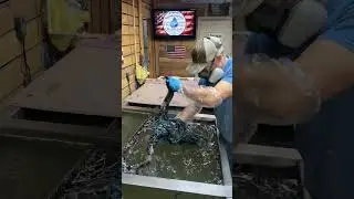 Гидропогружение бычьего черепа #удовлетворительно #гидропогружение