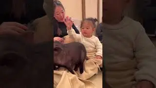 Touch The Pigs #japan #travel #cute #fun #micropig