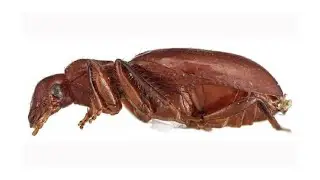 Rare Ground Beetle Has Odd Trait Not Seen in 40,000 Other Species