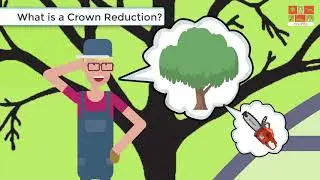 Tree Crown Reduction Edinburgh & Midlothian JDS Trees Ltd