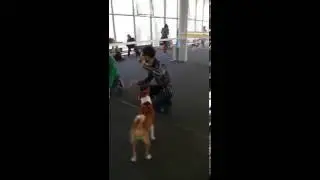 Тренировка перед Best In Show-1