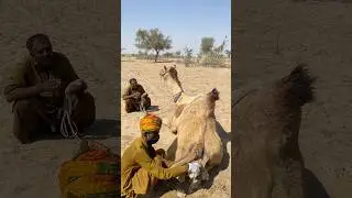 Magical Desert Life & Camels#Shorts