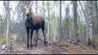 Alaska Trail Cam Video May 17, 2021