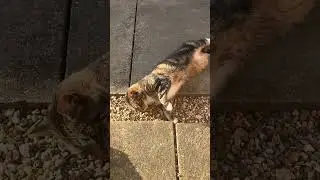 Lazy Cat Day