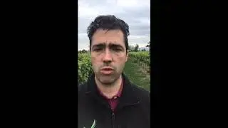 Vite in diretta! Come migliorare fioritura e allungamento rachide