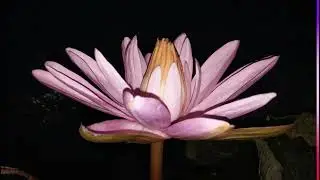 YOGA INTRODUCTION#yoga #motivation #send #yogapractice #love #meditationtechniques 