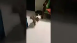 haw