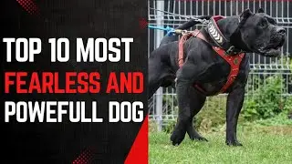 10 fearless and powerful dog breeds in the world 