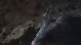 Werewolf Mouse