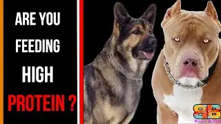 How Much Protein My Dog Needs | Billa Boyka