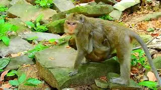 Poor Mother Monkey Can't Stand With Big Baby Begs More Milk | See What Happened Next