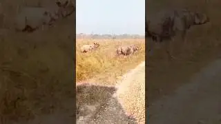 Chitwan ko san yek singe Gaida Le Jeep safari jane lai dekhaye afano aakrama Rup#chitwannationalpark
