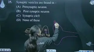 Synaptic vesicles are found in &ndash;....