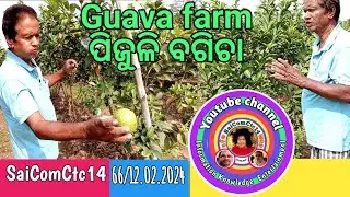 Guava farm || ପିଜୁଳି ବଗିଚା || Guava farming || ପିଜୁଳି ଚାଷ @saicomctc1431