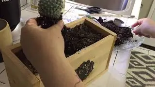 Planting a Trio of Old Lady Mammillaria Cacti.