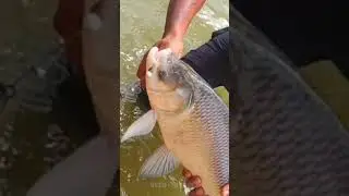 big katla fish catch | 🐟 | fishing huk shikar | Syed taqreez #fishlovers #fish #fishspecies