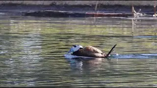 Courtship display of a White-headed Duck - Baltsende Witkopeend [Spain 2024]