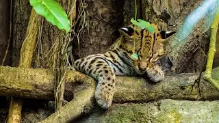 &ldquo;Ocelot (Ozelot): Secrets of the Jungle&rsquo;s Silent Hunter&rdquo;