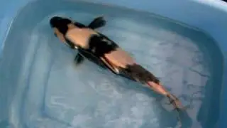 Maple Koi MK 252