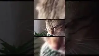 Cat Doctor/SAVING CUTE CATS/Game